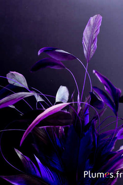 Coq Body Split - 23-28 cm - noir-aubergine